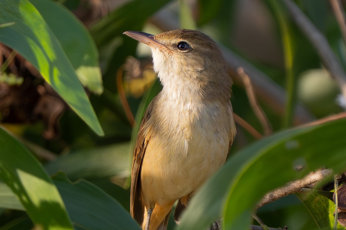 オオヨシキリ - ML646329551