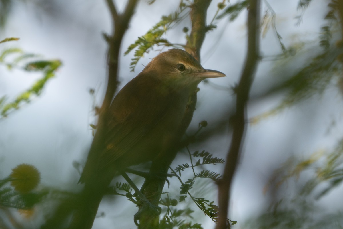 オオヨシキリ - ML646329553