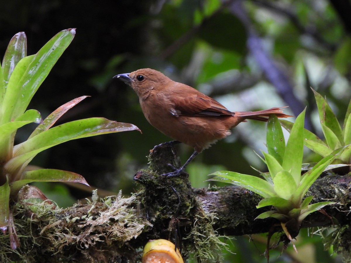 クロフウキンチョウ - ML646329554