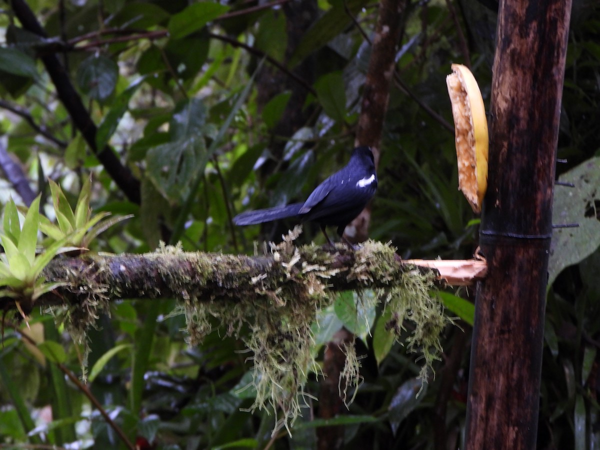 クロフウキンチョウ - ML646329555