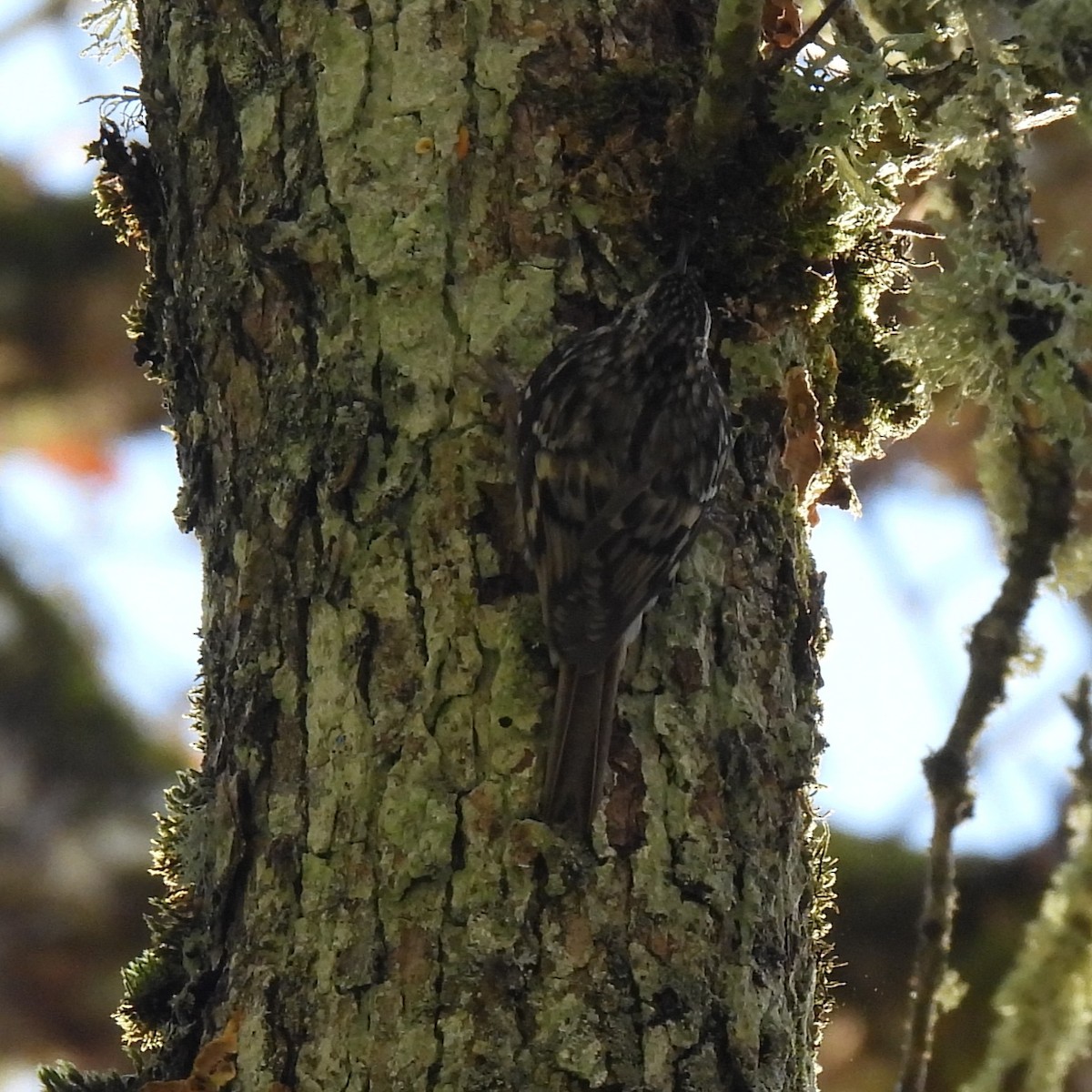 アメリカキバシリ - ML646329556