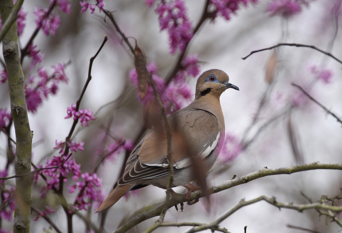 ハジロバト - ML646329558