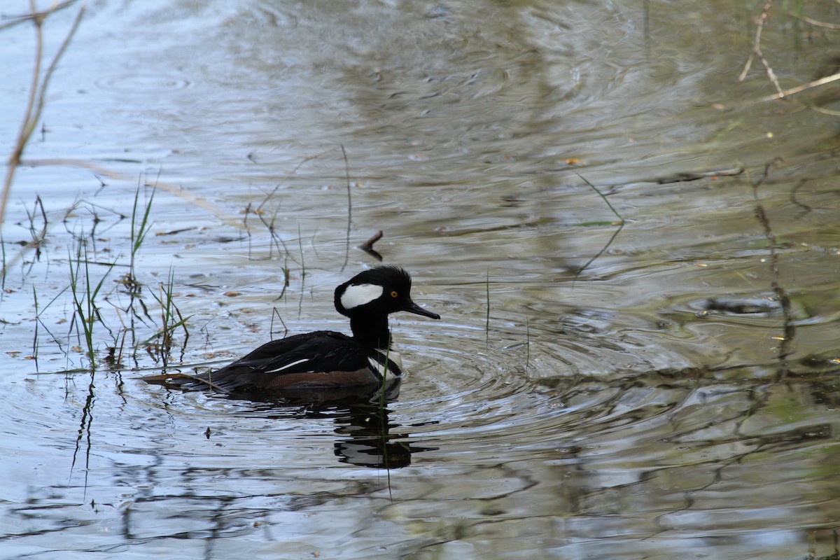 オウギアイサ - ML646329561