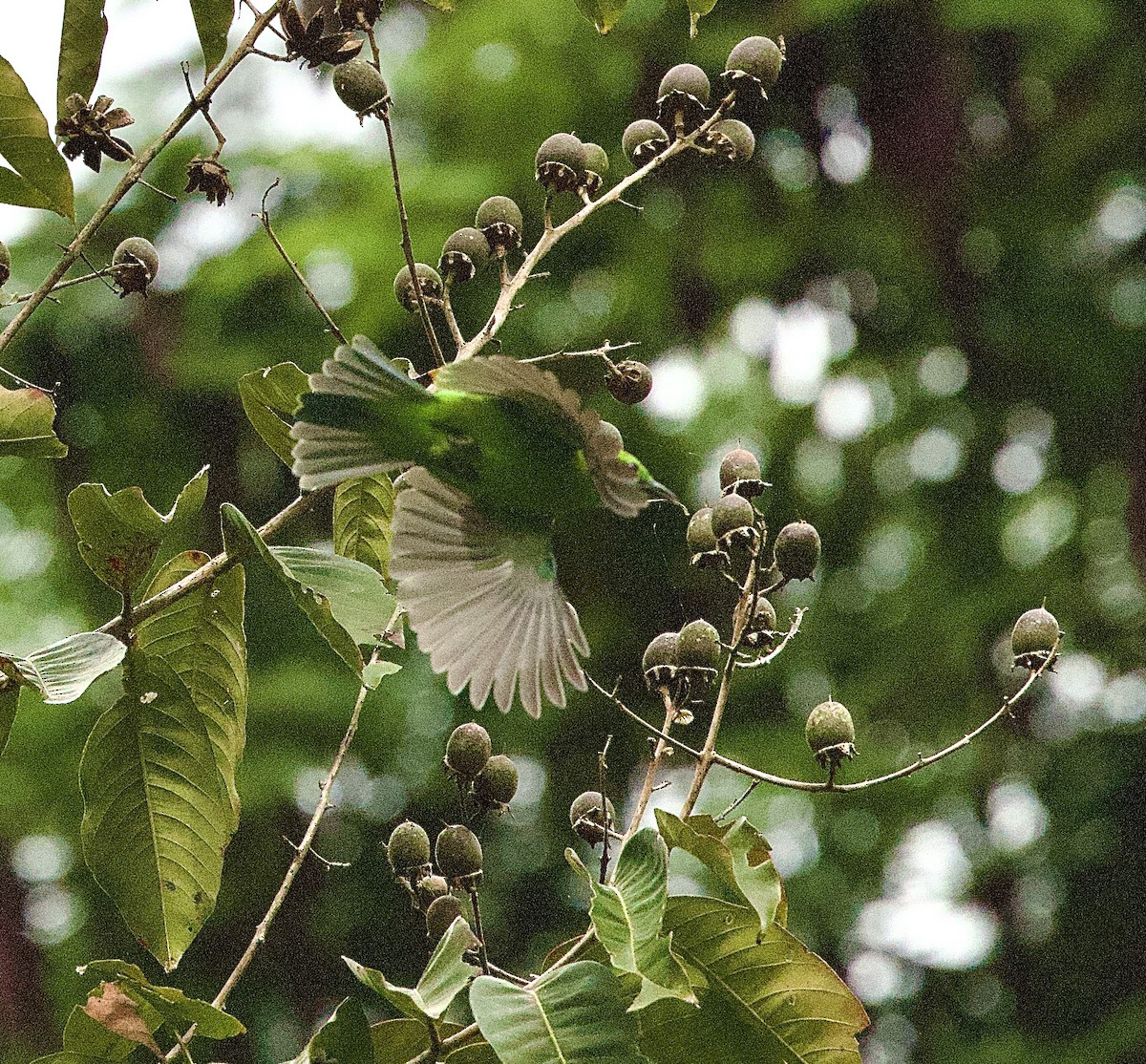 オオコノハドリ - ML646329563