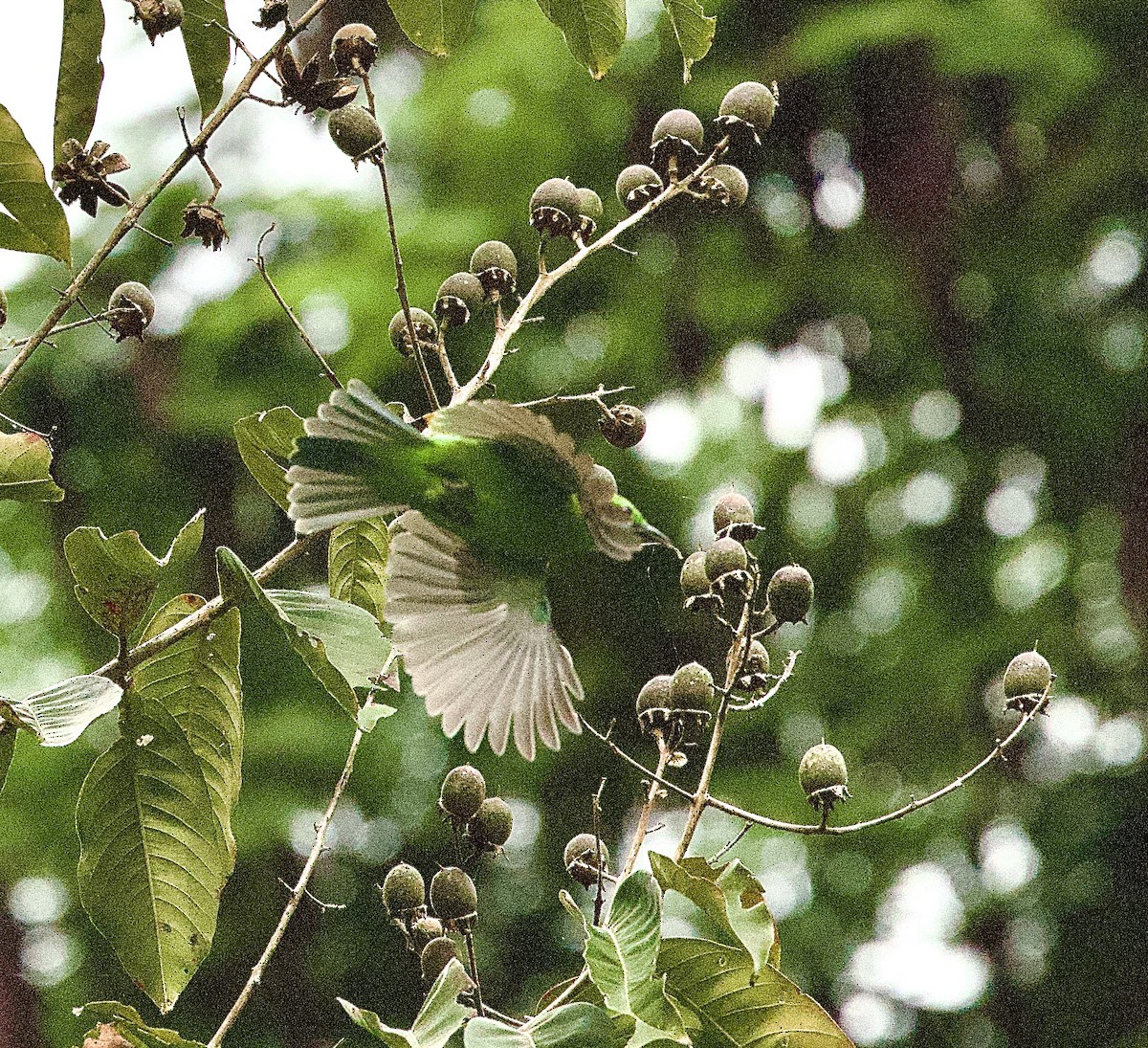 オオコノハドリ - ML646329564