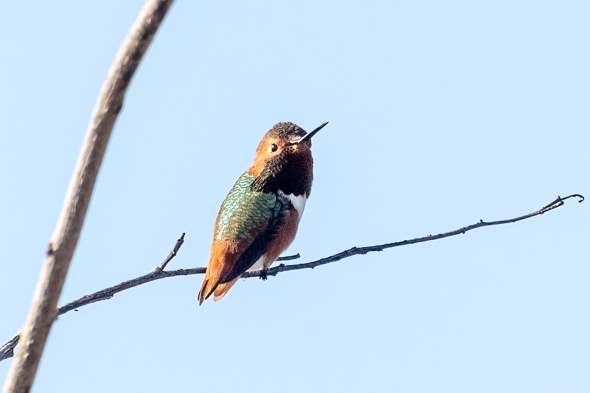 アレンハチドリ - ML646329565