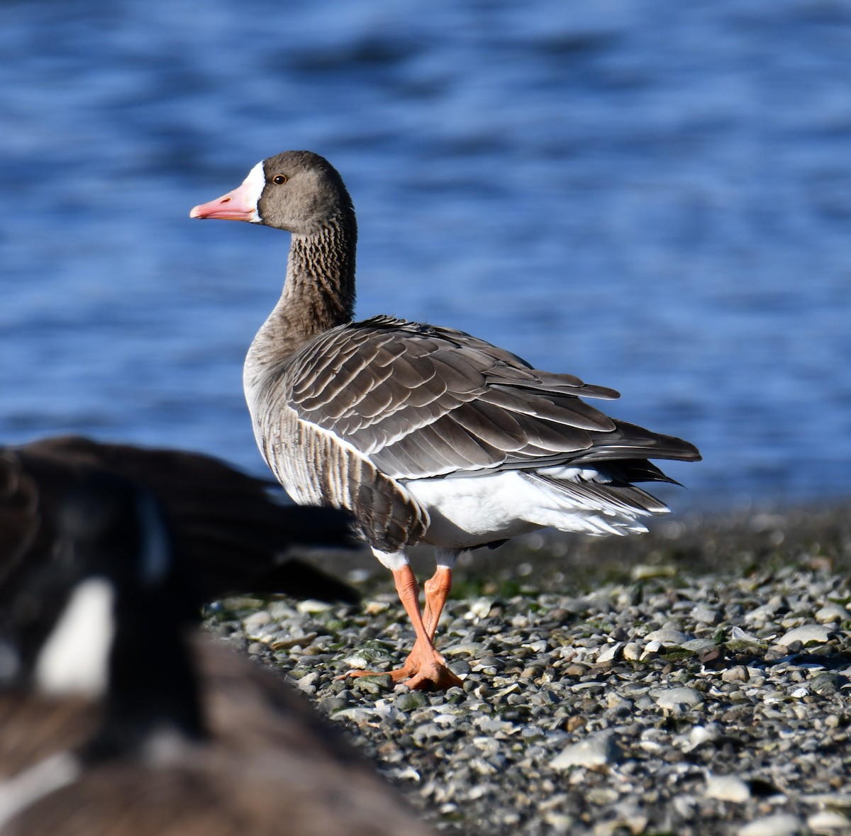 Greater White-fronted Goose (Western) - ML646329566