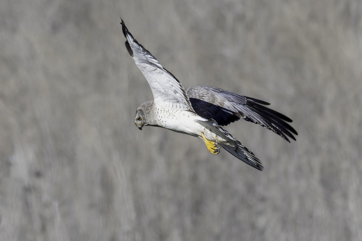 アメリカハイイロチュウヒ - ML646329567