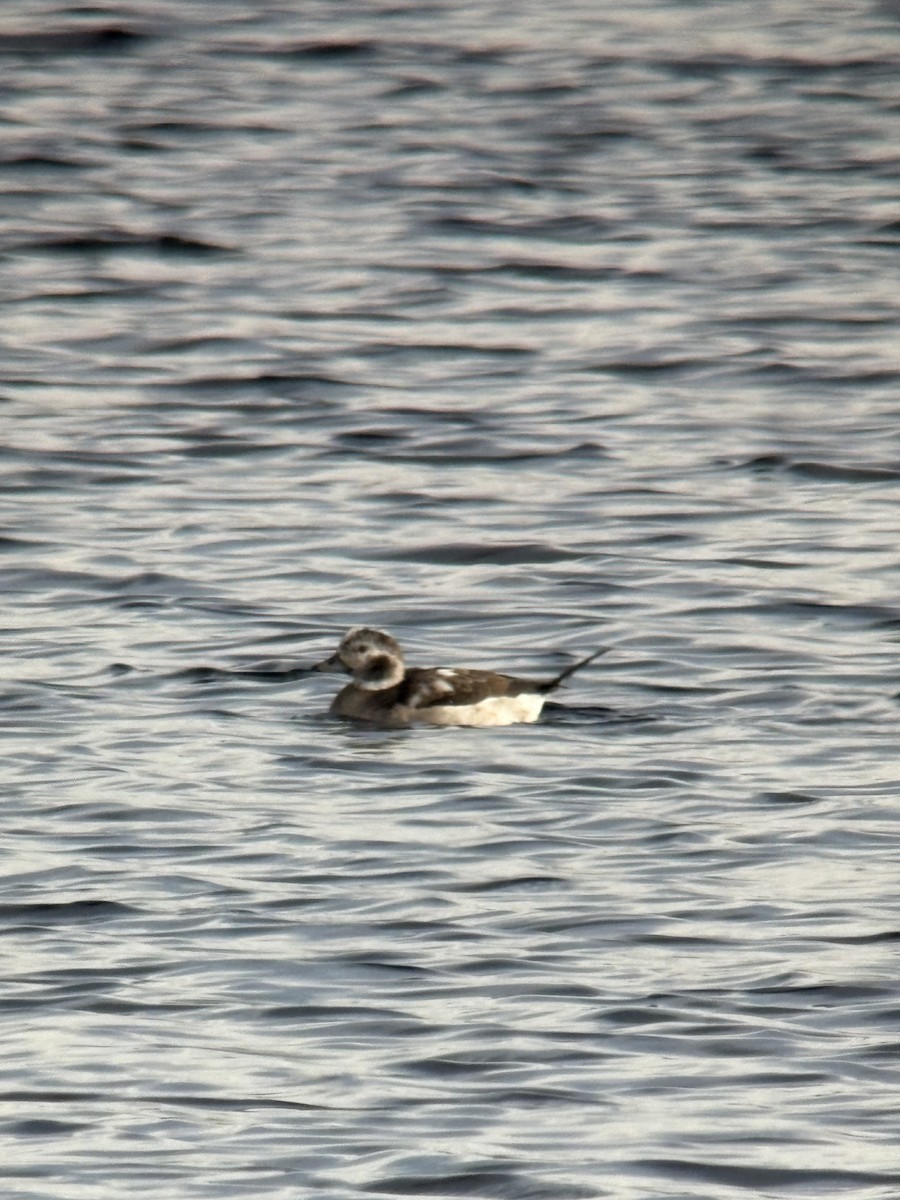 コオリガモ - ML646329568