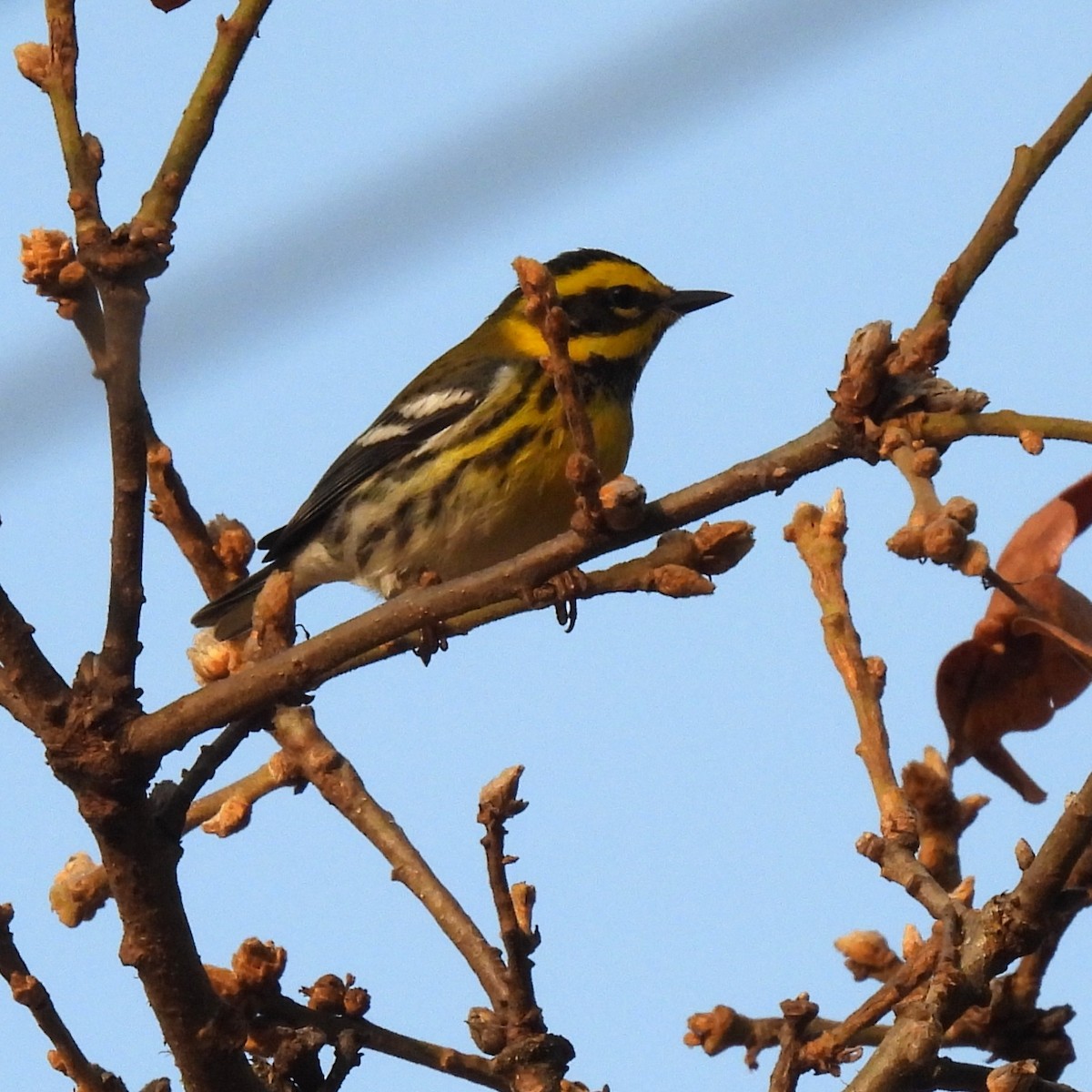 タウンゼンドアメリカムシクイ - ML646329571