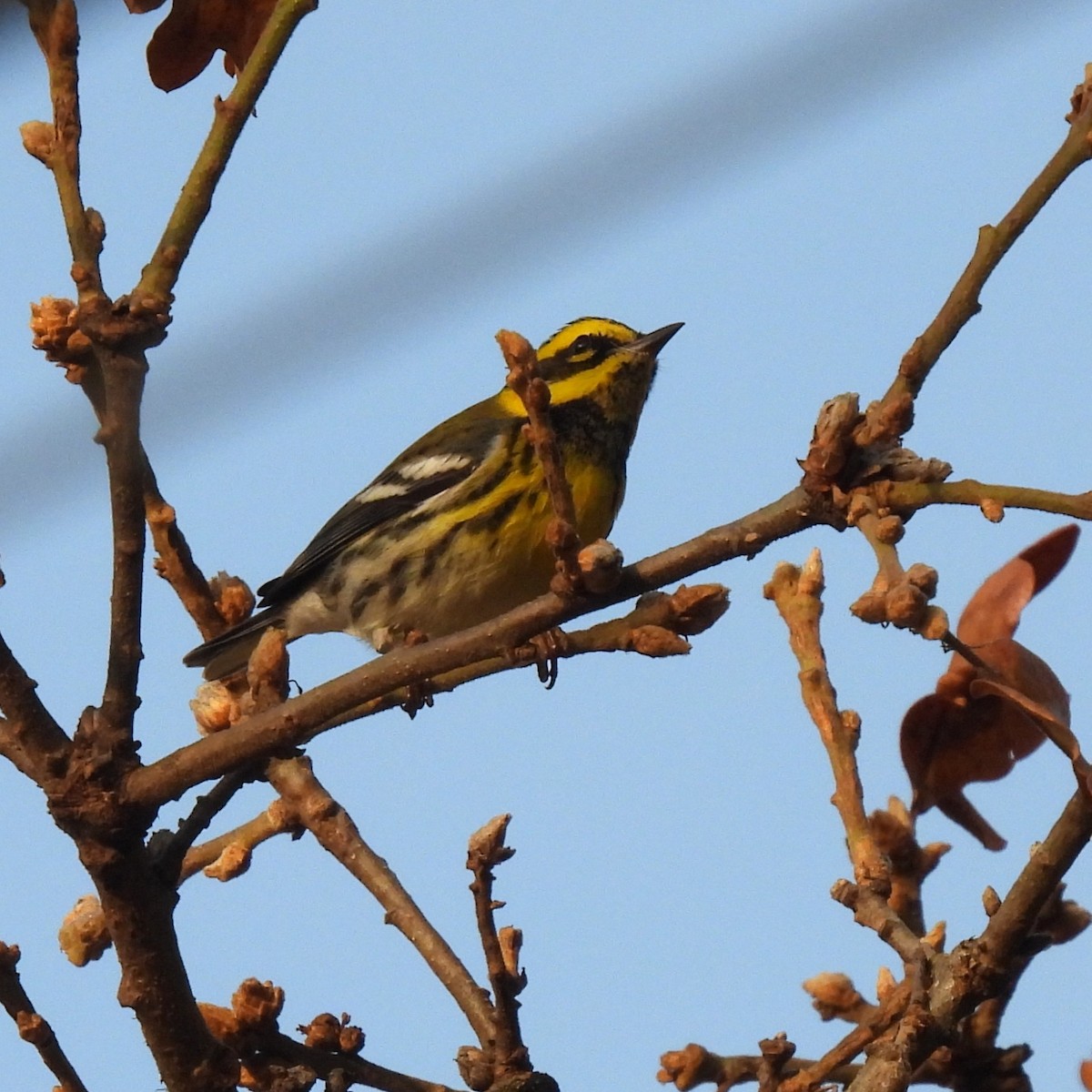 タウンゼンドアメリカムシクイ - ML646329572