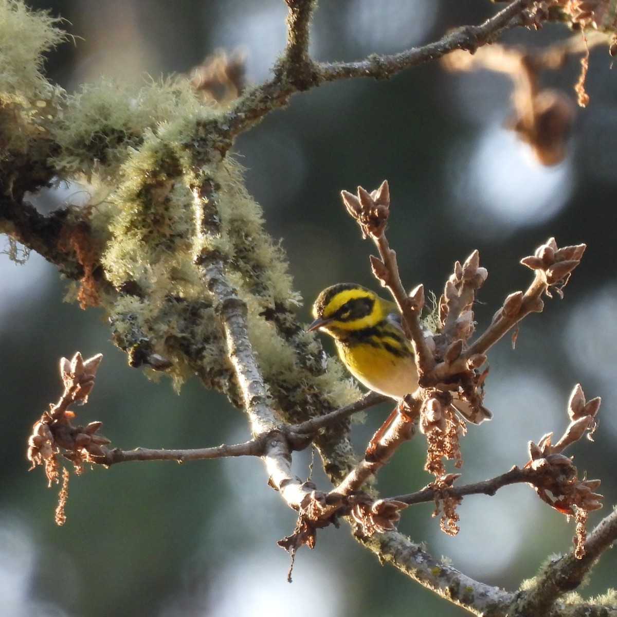 タウンゼンドアメリカムシクイ - ML646329573
