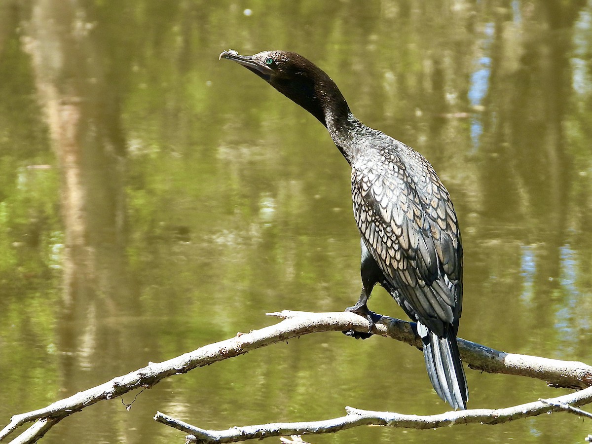 Little Black Cormorant - ML646329574