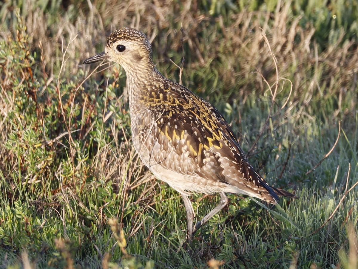 Pacific Golden-Plover - ML646329576