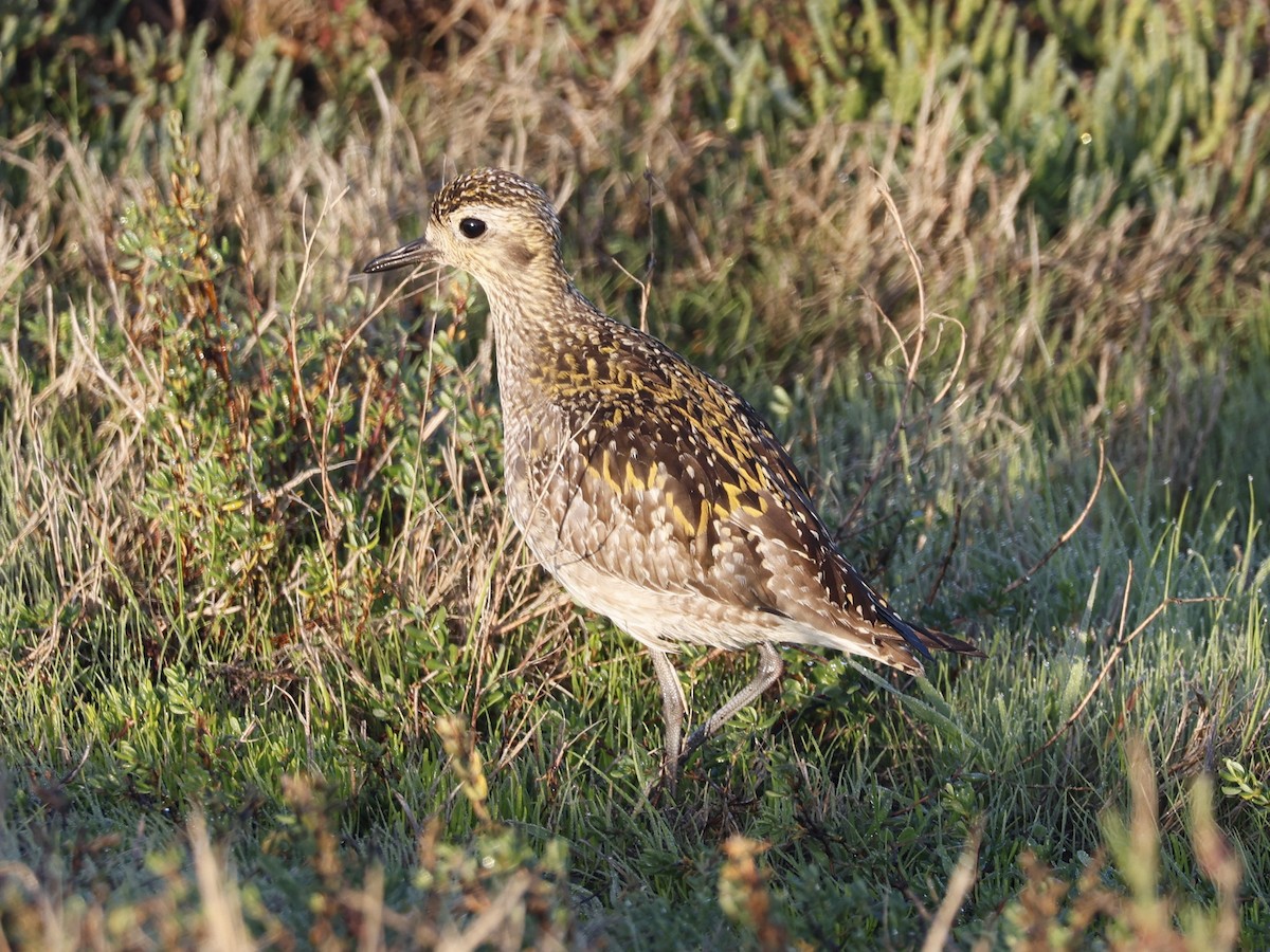 Pacific Golden-Plover - ML646329583