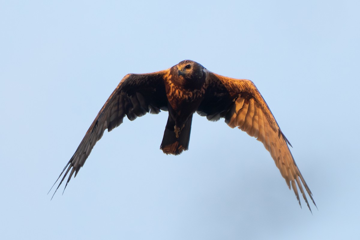 moták východní - ML646329585