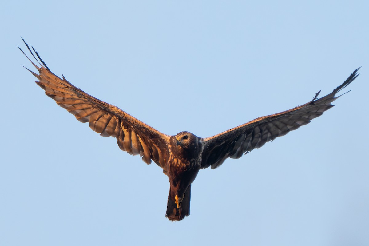 moták východní - ML646329586