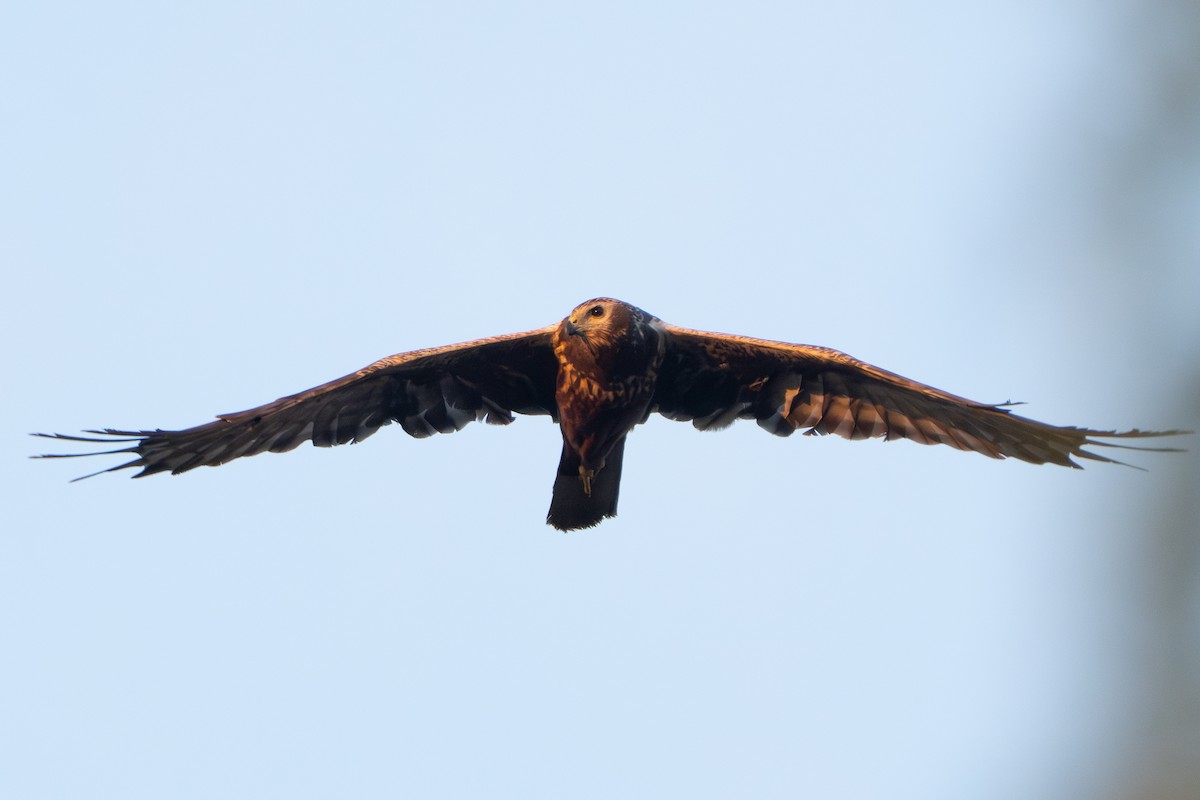 moták východní - ML646329587