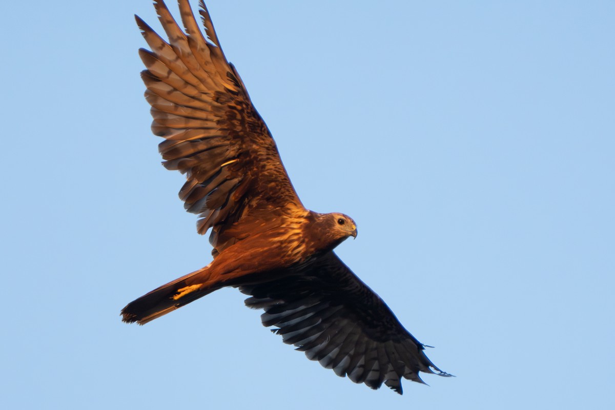 moták východní - ML646329588