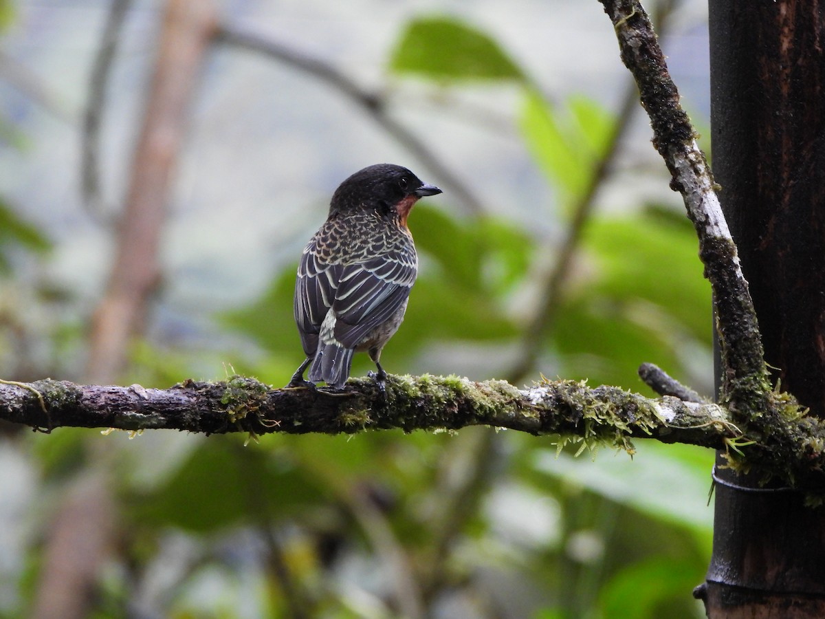 Rufous-throated Tanager - ML646329590