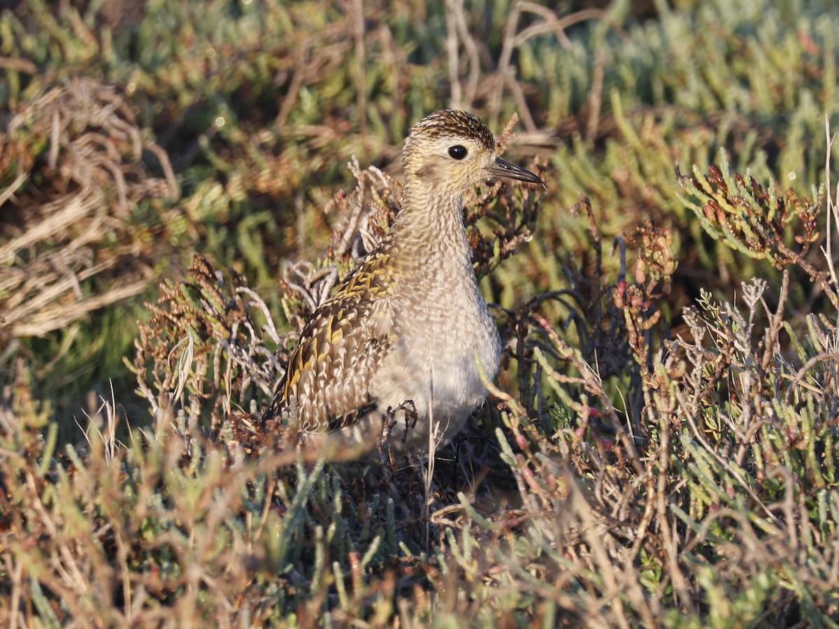 Pacific Golden-Plover - ML646329592