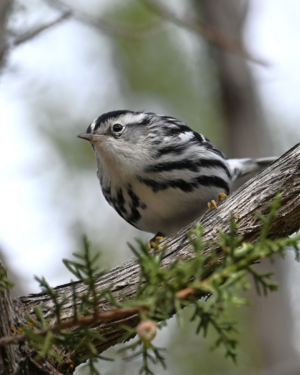 Black-and-white Warbler - ML646329593