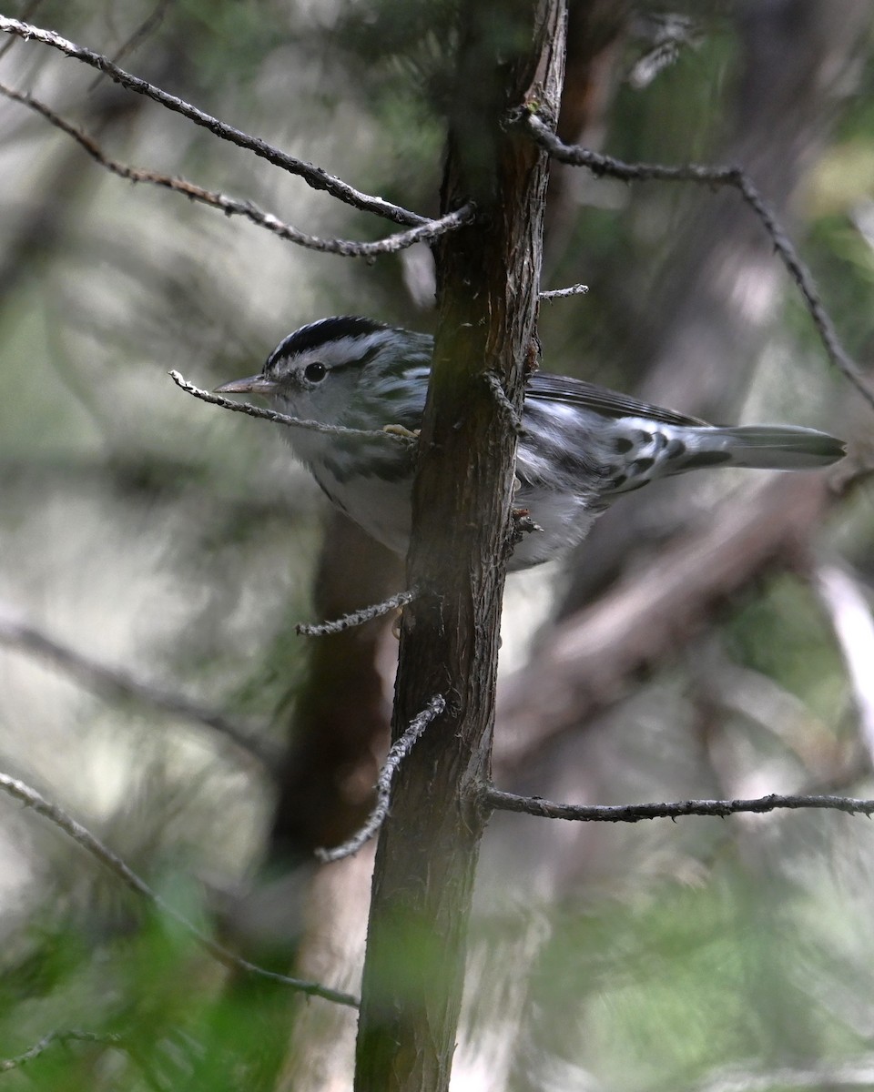 Black-and-white Warbler - ML646329594