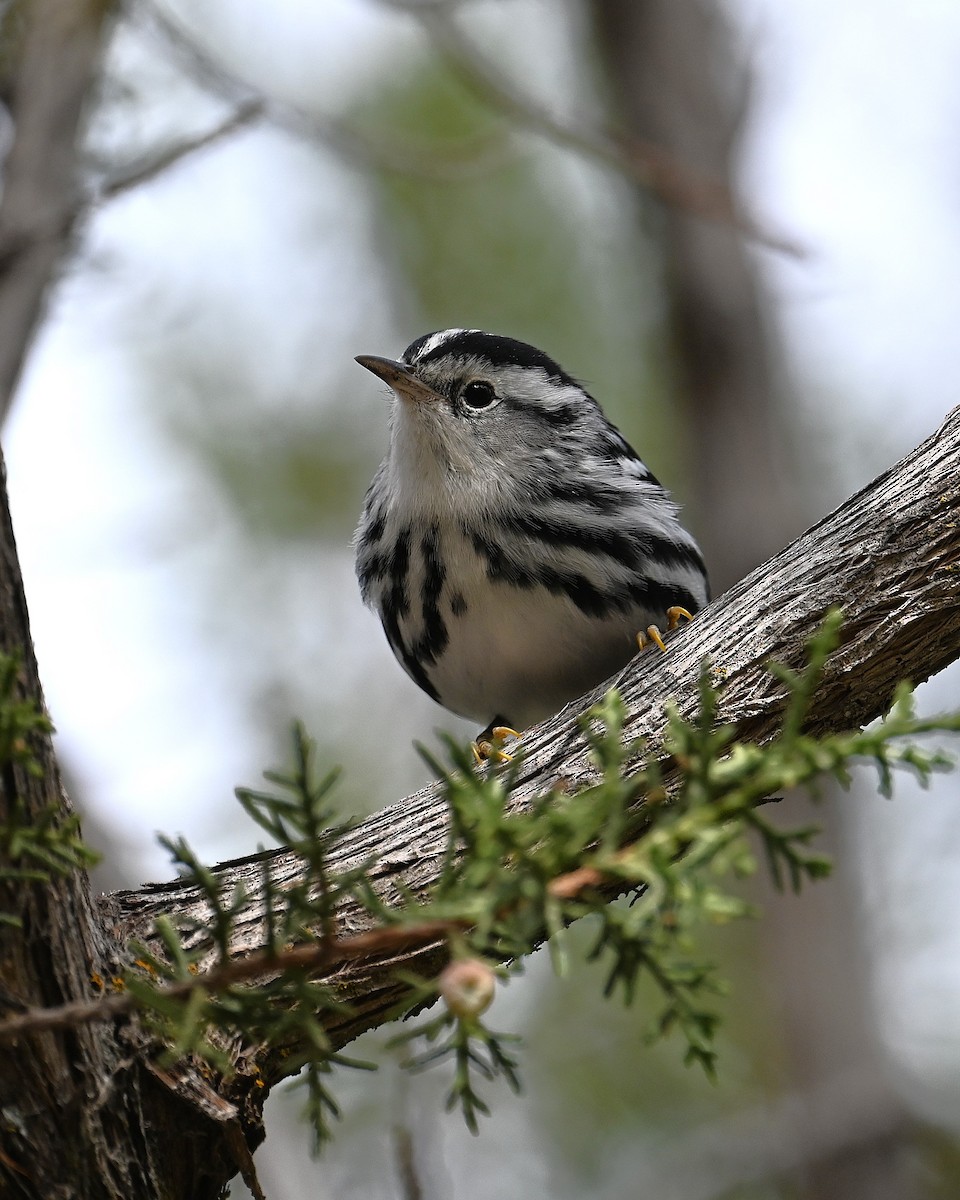 Black-and-white Warbler - ML646329595