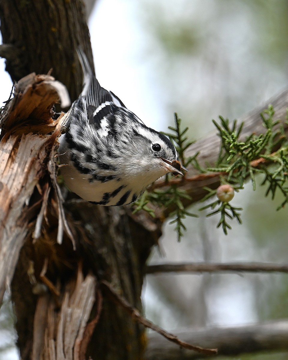 Black-and-white Warbler - ML646329596