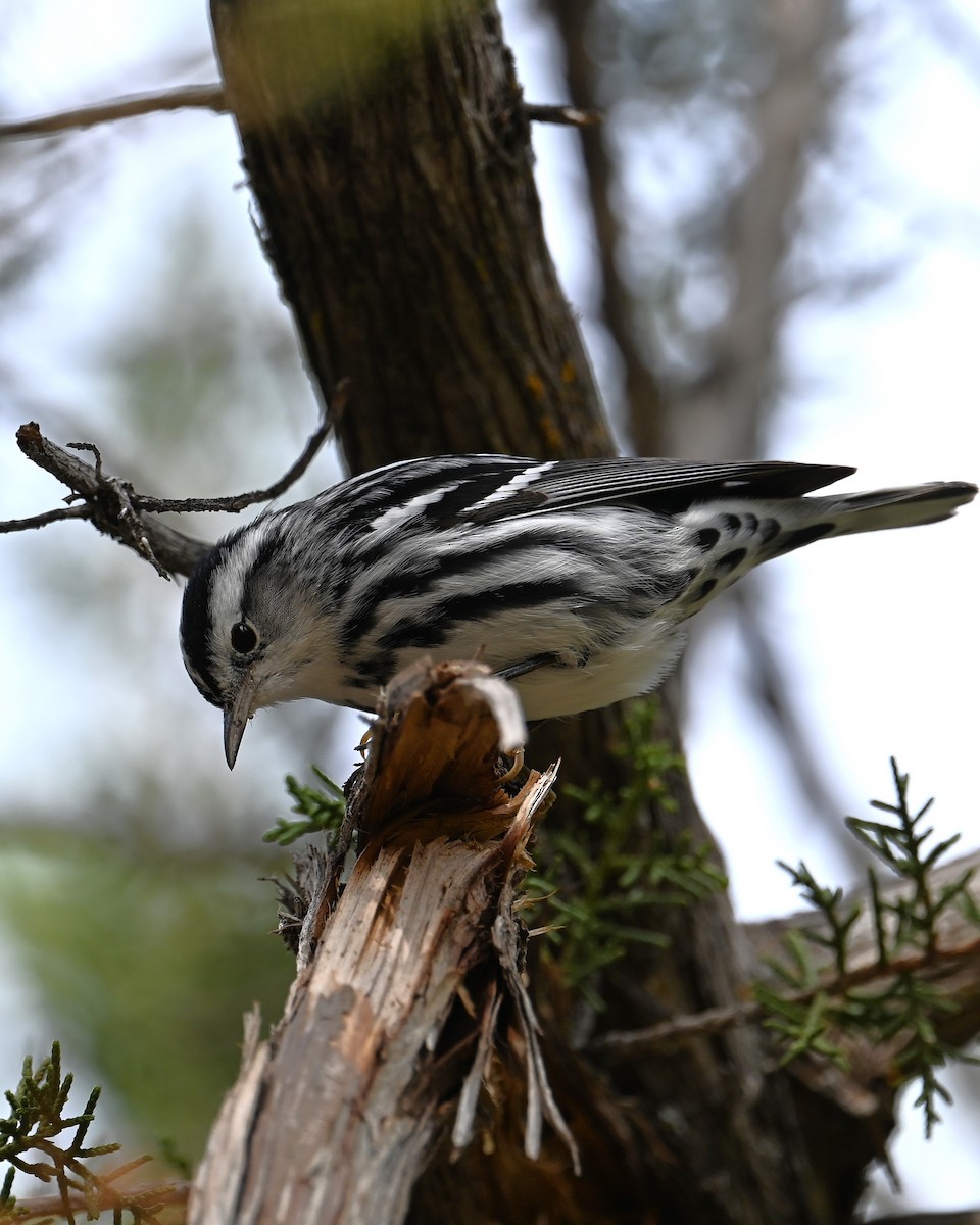 Black-and-white Warbler - ML646329598