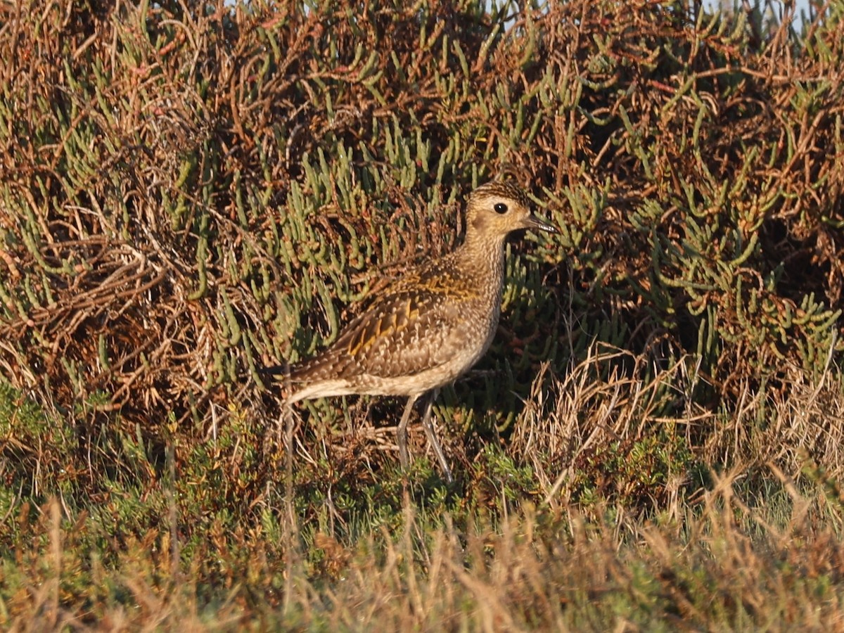 Pacific Golden-Plover - ML646329599