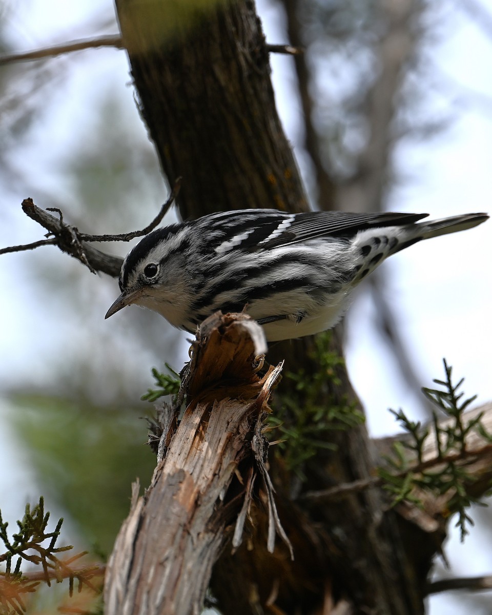 Black-and-white Warbler - ML646329600