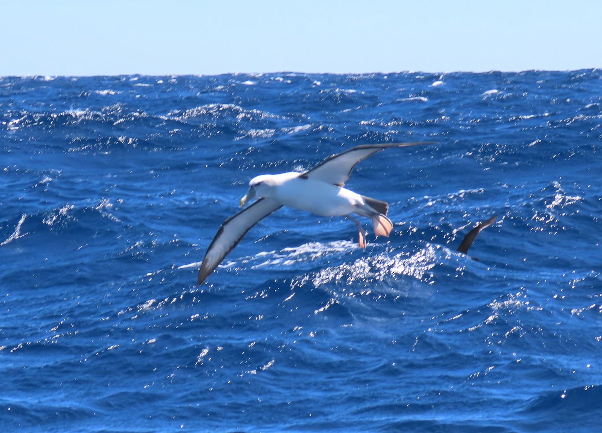 Альбатрос сірощокий - ML646329601
