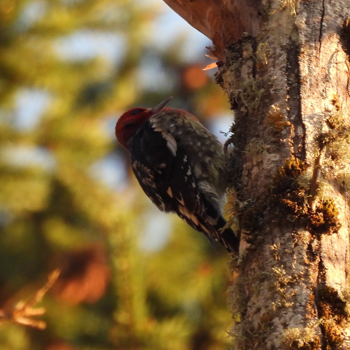 Red-breasted Sapsucker - ML646329602