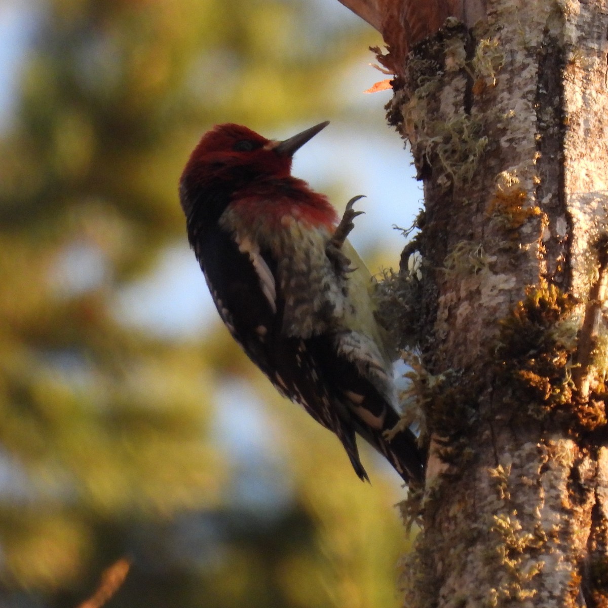 Red-breasted Sapsucker - ML646329603