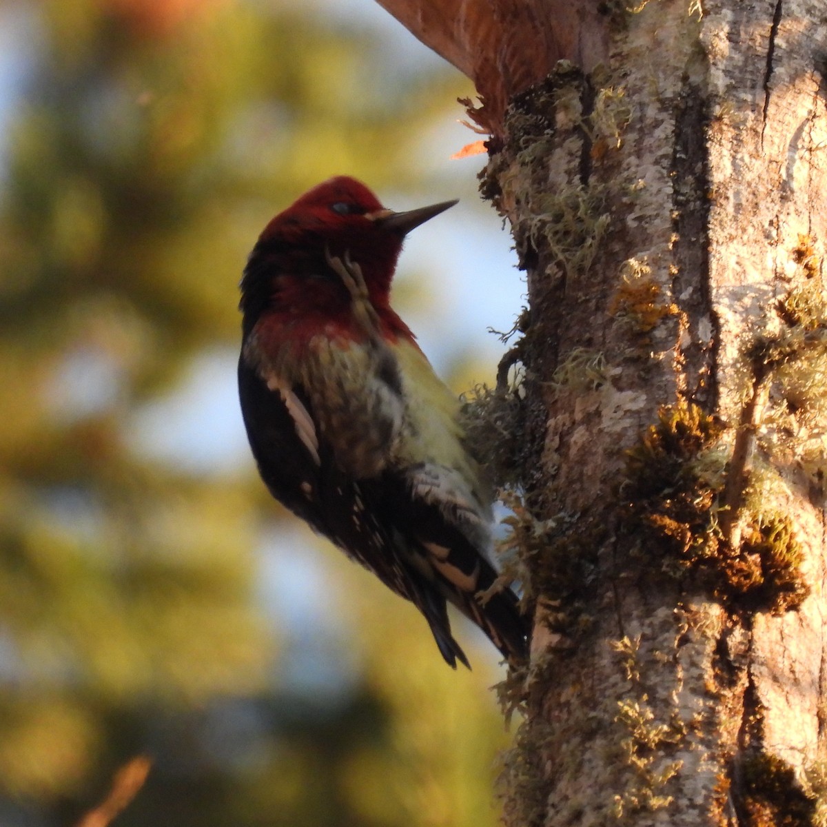 Red-breasted Sapsucker - ML646329604