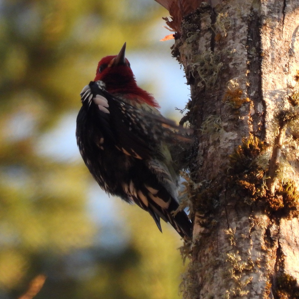 Red-breasted Sapsucker - ML646329605