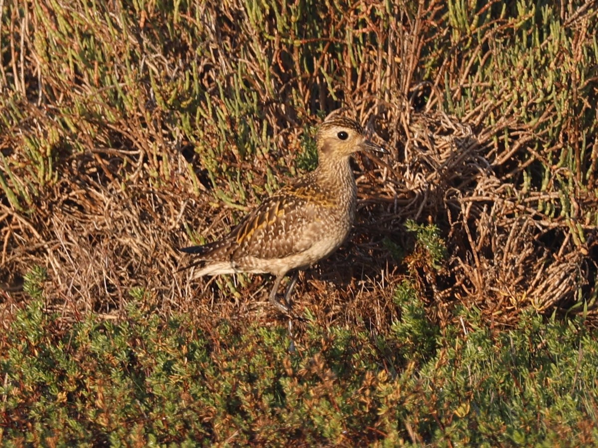 Pacific Golden-Plover - ML646329607