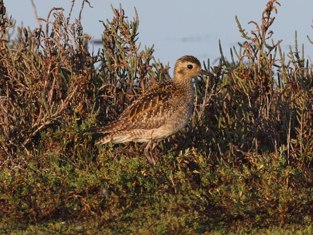 Pacific Golden-Plover - ML646329609
