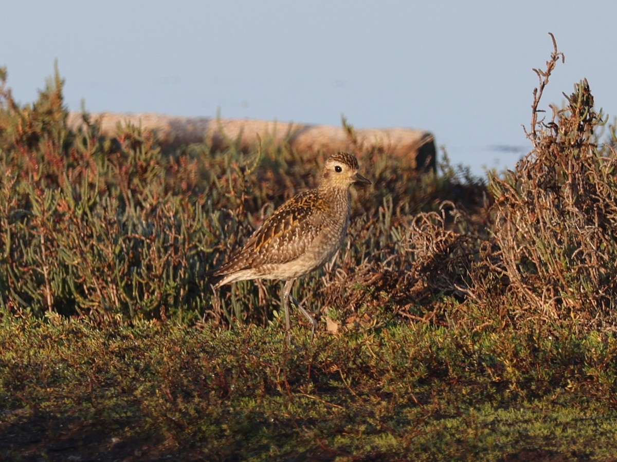 Pacific Golden-Plover - ML646329613