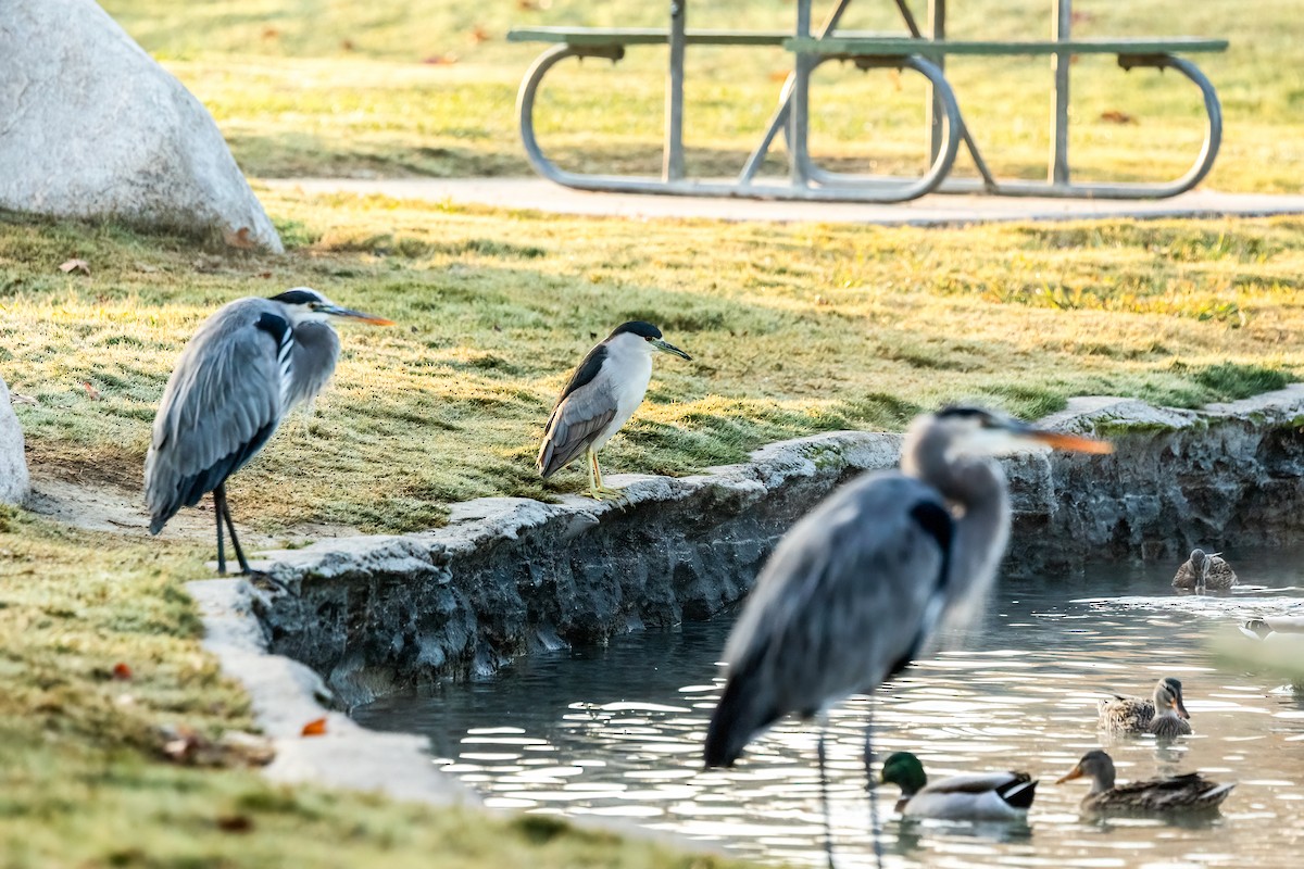 Black-crowned Night Heron - ML646329614