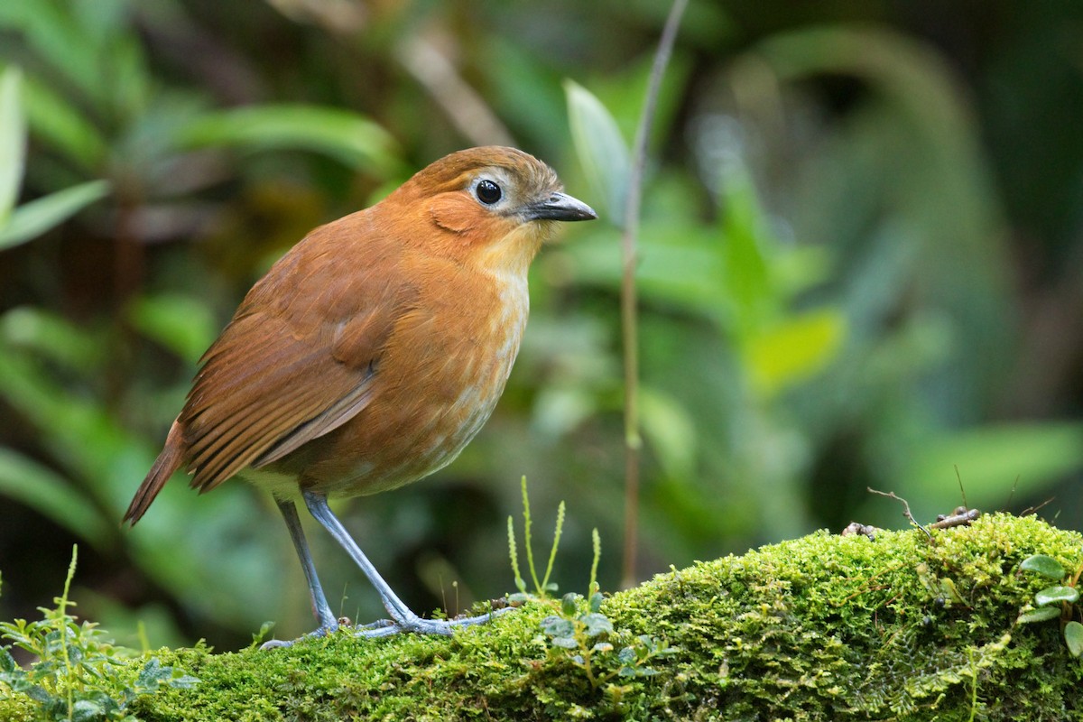 Rusty-tinged Antpitta - ML646329615