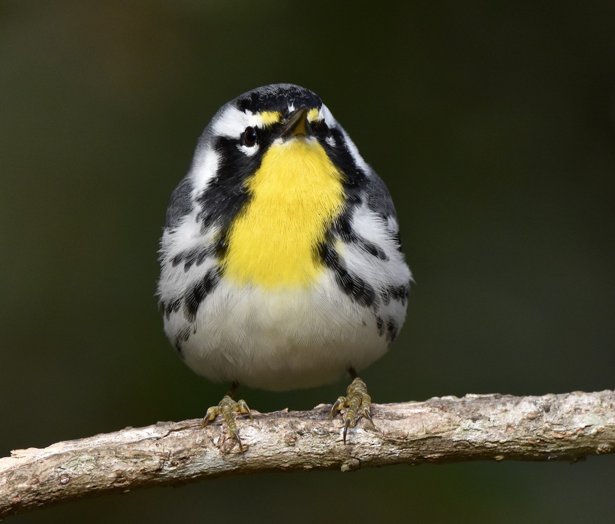 Goldkehl-Waldsänger - ML646329616