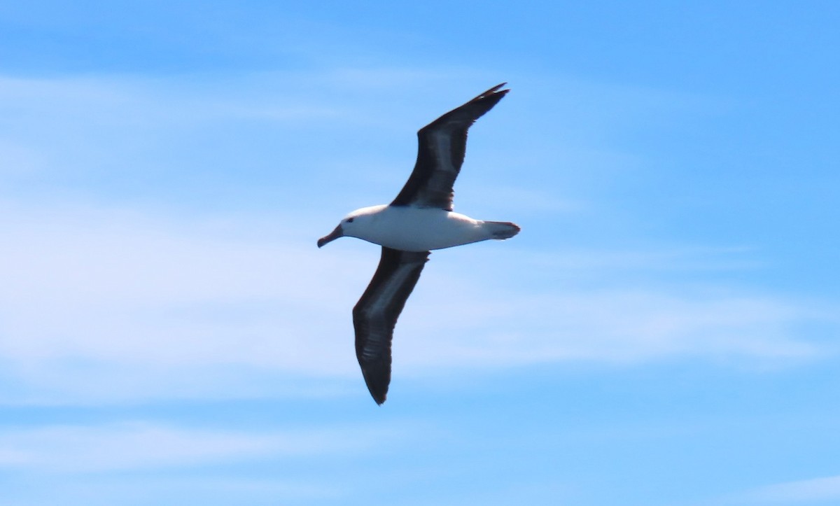 Альбатрос чорнобровий (підвид melanophris) - ML646329618