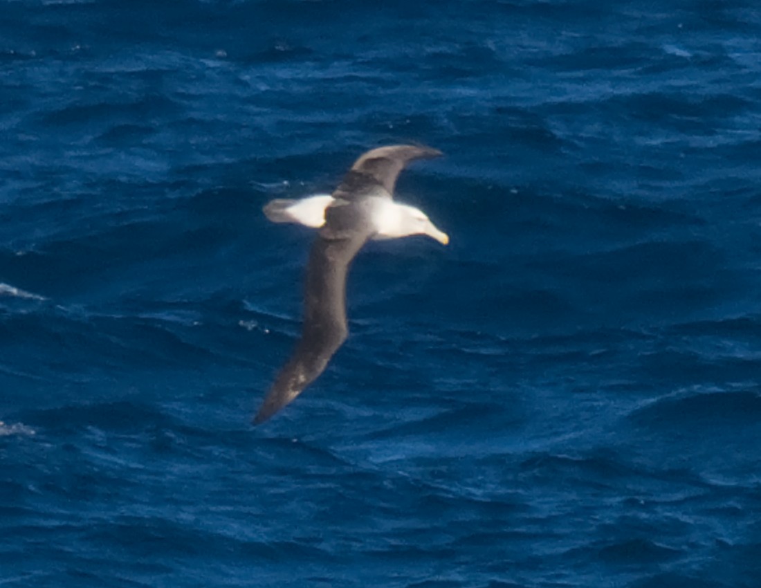 White-capped Albatross - ML646329623