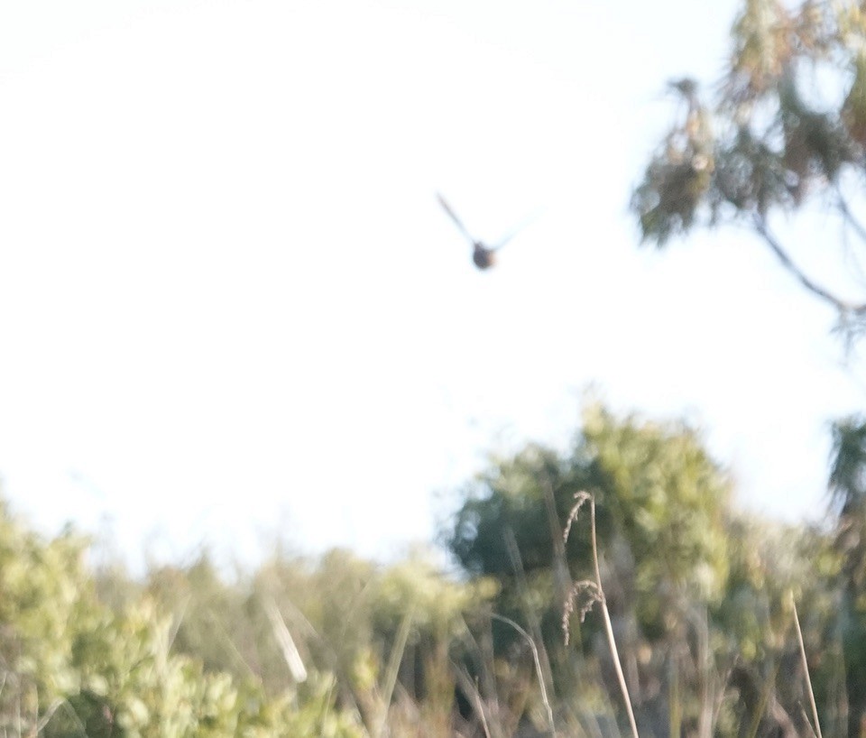 Brown Quail - ML646329624