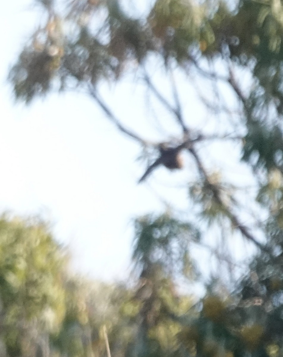 Brown Quail - ML646329625