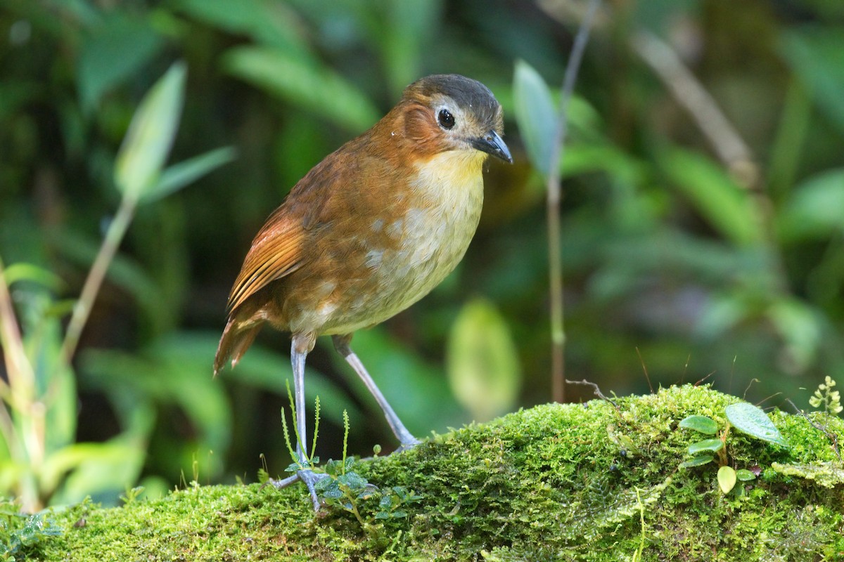 Rusty-tinged Antpitta - ML646329628