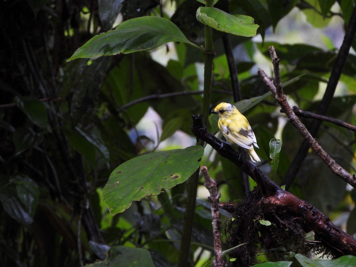 Silver-throated Tanager - ML646329629