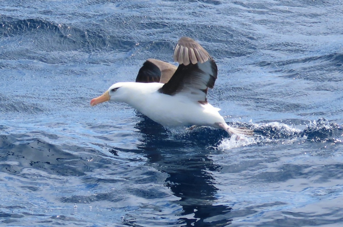 Альбатрос чорнобровий (підвид impavida) - ML646329633